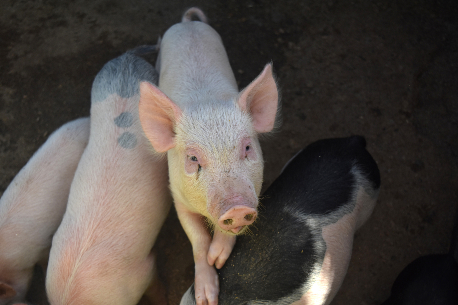 Animal feed supplements