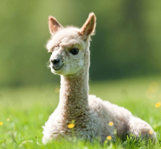 Cria