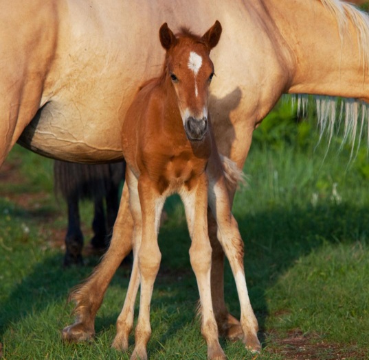 Foals
