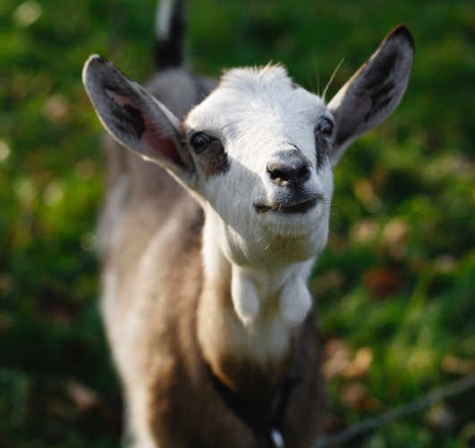 Goat Kids