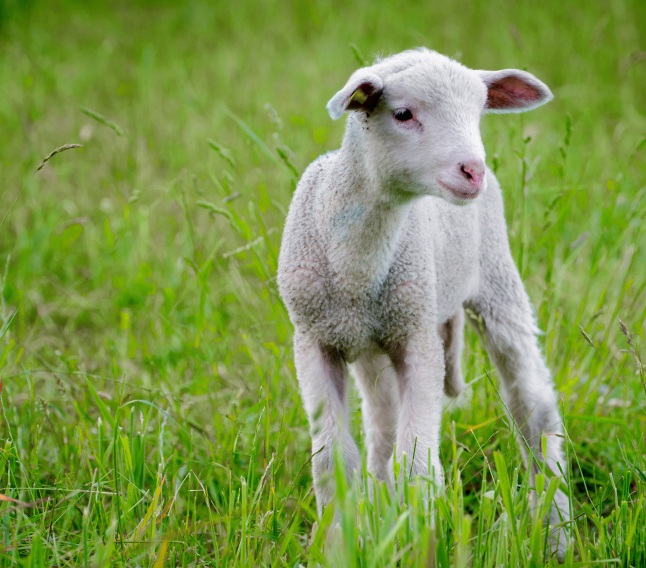 Lambs