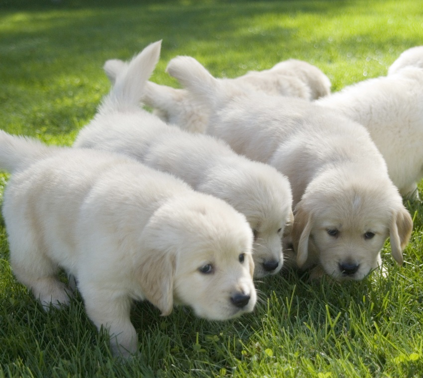 Puppies